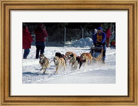 Framed Sled Dog Team, New Hampshire, USA Print