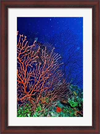Framed Underwater, Bonaire, Netherlands Antilles Print