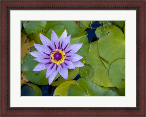 Framed Blue Water Lily, Jardin De Balata, Martinique, French Antilles, West Indies Print