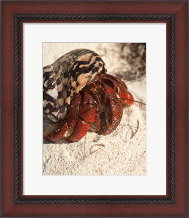 Framed Caribbean hermit crab, Mona Island, Puerto Rico Print