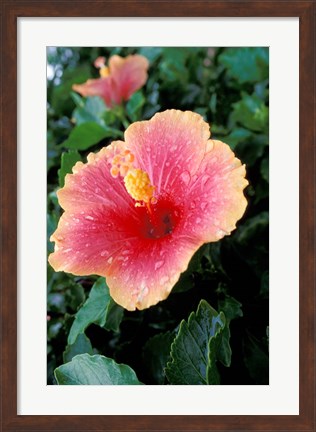 Framed Hibiscus Flower in Bloom, St Kitts, Caribbean Print