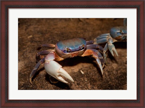 Framed Blue Crab, served in local restaurants, Old San Juan Print