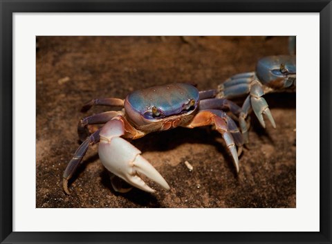 Framed Blue Crab, served in local restaurants, Old San Juan Print