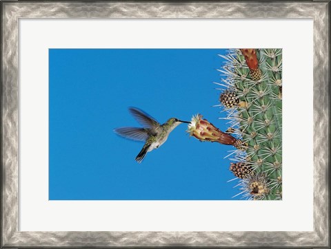 Framed Antillean Mango Hummingbird, Bosque Estatal De Guanica, Puerto Rico Print