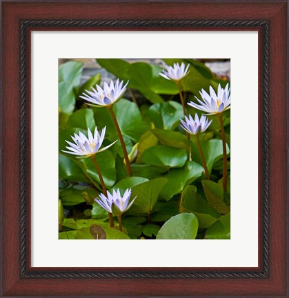 Framed Pygmy Water Lily flower Print