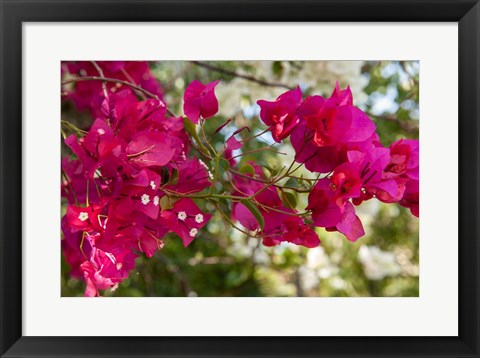 Framed Bougainvillea flowers, Grand Cayman, Cayman Islands, British West Indies Print