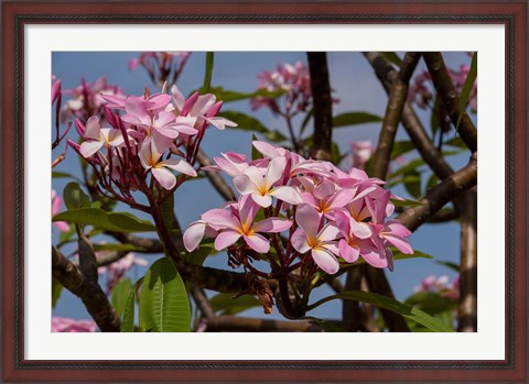 Framed Pink Oleander Flora, Grand Cayman, Cayman Islands, British West Indies Print