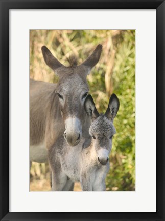 Framed Mother and Baby Donkeys on Salt Cay Island, Turks and Caicos, Caribbean Print