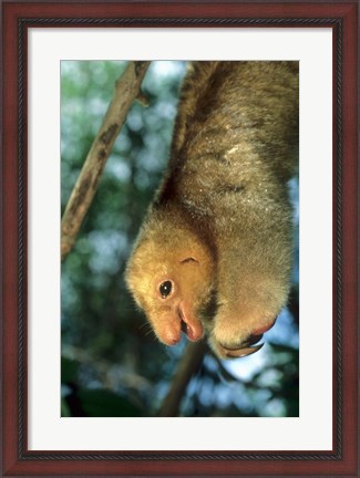 Framed Close up of Silky Pygmy Anteater wildlife, Mangrove, Trinidad Print