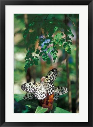 Framed Butterfly Farm on St Martin, Caribbean Print