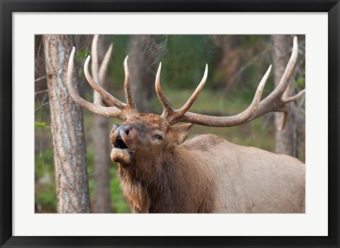 Framed Canada, Alberta, Jasper National Park Bull elk bugling Print