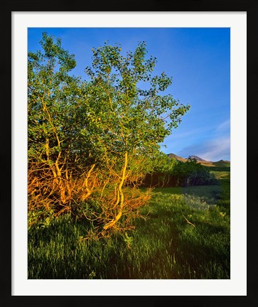 Framed Quaking Aspen Grove along the Rocky Mountain Front in Waterton Lakes National Park, Alberta, Canada Print
