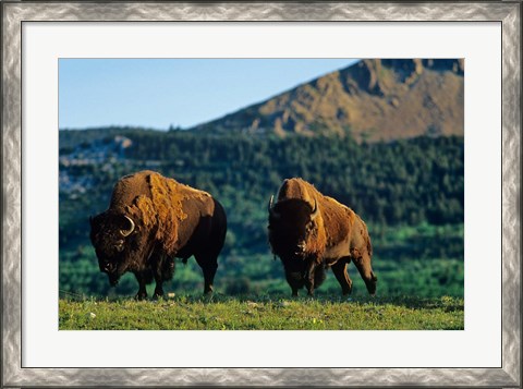 Framed Bison bulls, Waterton Lakes NP, Alberta Canada Print