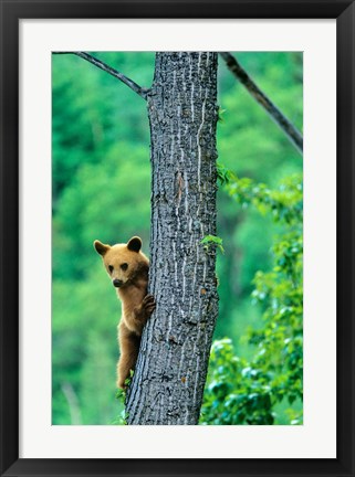 Framed Black bear, Waterton Lakes National Park, Alberta Print
