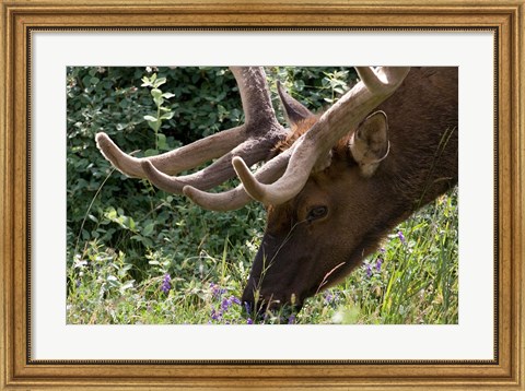 Framed Portrait of Elk Feeding at Jasper National Park, Canada Print