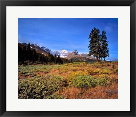 Framed Landscape with Mt Saskatchewan, Banff NP, Alberta Print