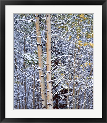Framed Alberta, Peter Lougheed PP Aspen trees in snow Print