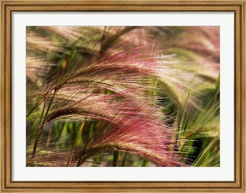 Framed Foxtail barley, Banff NP, Alberta, Canada Print