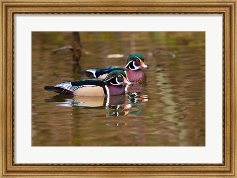 Framed Wood ducks, British Columbia, Canada Print