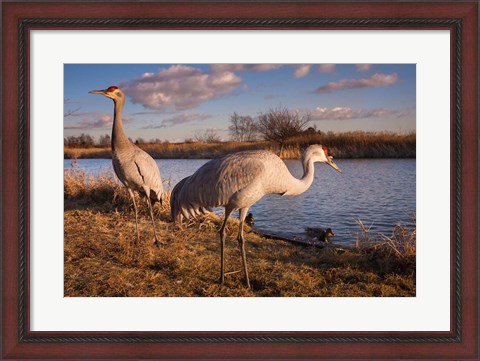 Framed Sandhill cranes, Migratory Bird Sanctuary, British Columbia, Canada Print