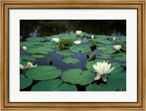 Framed White Water-Lily in Bloom, Kitty Coleman Woodland Gardens, Comox Valley, Vancouver Island, British Columbia Print