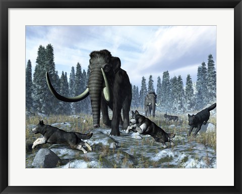 Framed pack of dire wolves crosses paths with two mammoths during the Upper Pleistocene Epoch Print