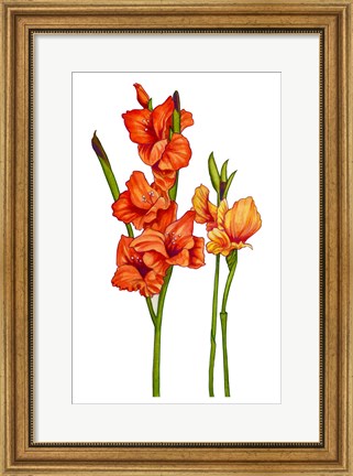 Framed Floral Gladiolas Print