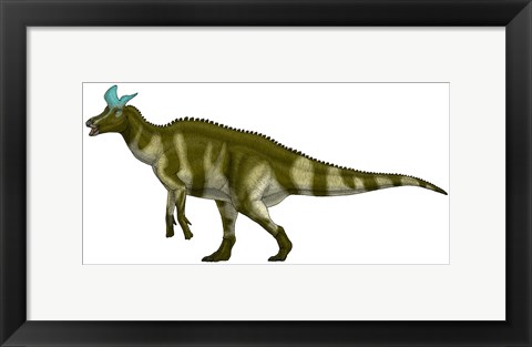 Framed Lambeosaurus Lambei, a Hadrosaurid Dinosaur from the Cretaceous Period Print