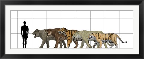 Framed Big Felines Size Chart Print