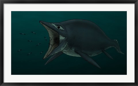 Framed Concept of the Suction Feeding Shastasaurus Eating Celphalopods Print