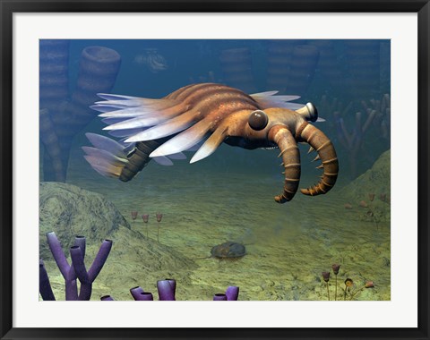 Framed Anomalocaris Explores a Middle Cambrian Age Ocean Floor Print