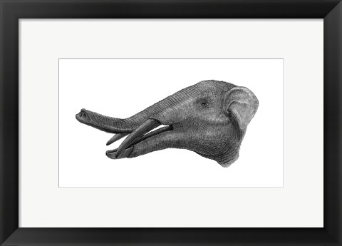 Framed Pencil Drawing of Gomphotherium Print