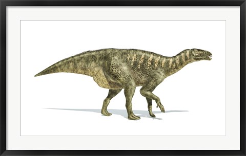 Framed Iguanodon Dinosaur on White Background Print