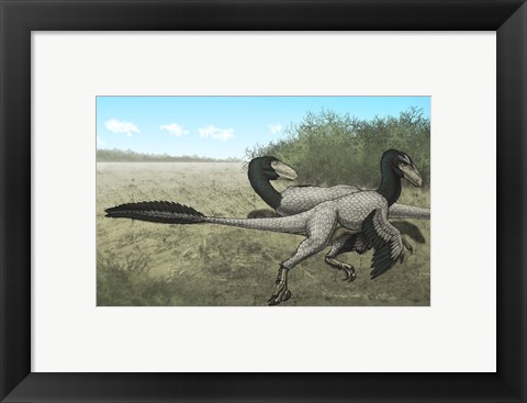 Framed Two Dromaeosaurus Dinosaurs Sunbathing in the Cretaceous Period Print