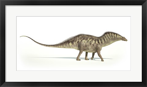 Framed Amargasaurus Dinosaur on White Background Print