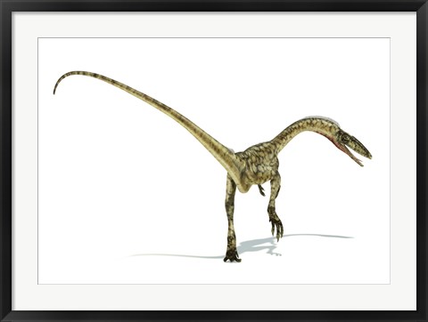 Framed Coelophysis Dinosaur Print