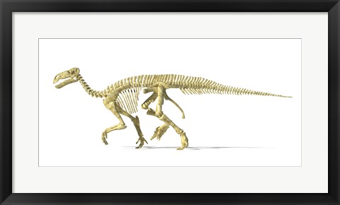 Framed 3D Rendering of an Lguanodon Dinosaur Skeleton Print