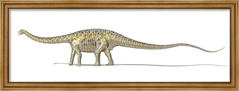 Framed 3D Rendering of a Diplodocus Dinosaur with Full Skeleton Superimposed Print
