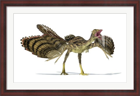 Framed Archaeopteryx Dinosaur Print