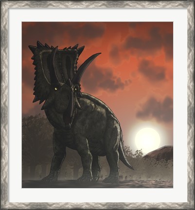 Framed Coahuilaceratops Walking through a Cretaceous Sunset Print