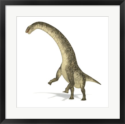 Framed Titanosaurus Dinosaur on White Background Print