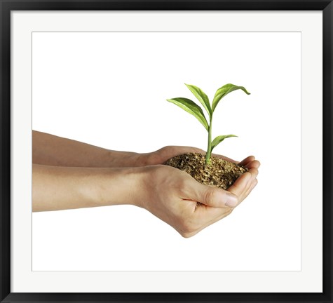 Framed Man&#39;s Hands Holding Soil with a Little Growing Green Plant Print