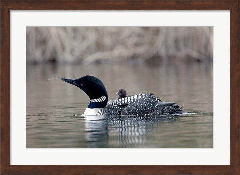 Framed British Columbia Common Loon with chick Print