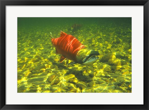 Framed British Columbia, Adams River Sockeye salmon migrating Print