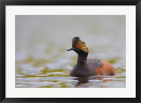 Framed Canada, British Columbia, Eared Grebe, breeding plumage Print