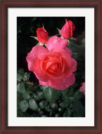 Framed English Rose in Butchart Gardens, Vancouver Island, British Columbia, Canada Print