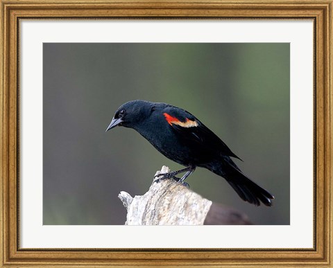 Framed British Columbia, Red-winged Blackbird Print