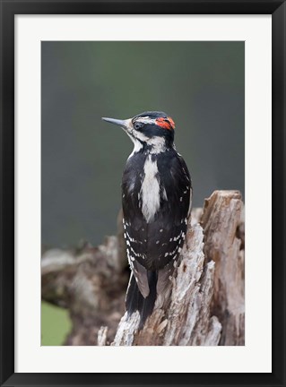 Framed British Columbia, Downy Woodpecker bird Print