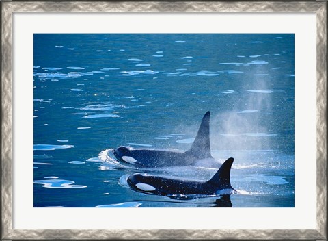 Framed Killer Whales feeding in Johnstone Strait, British Columbia, Canada Print