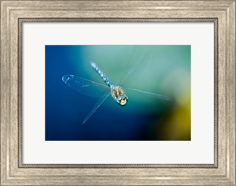 Framed Blue-eyed darner dragonfly, Insect, British Columbia Print